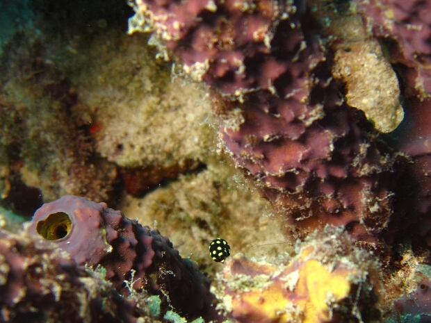 Bonaire 2009