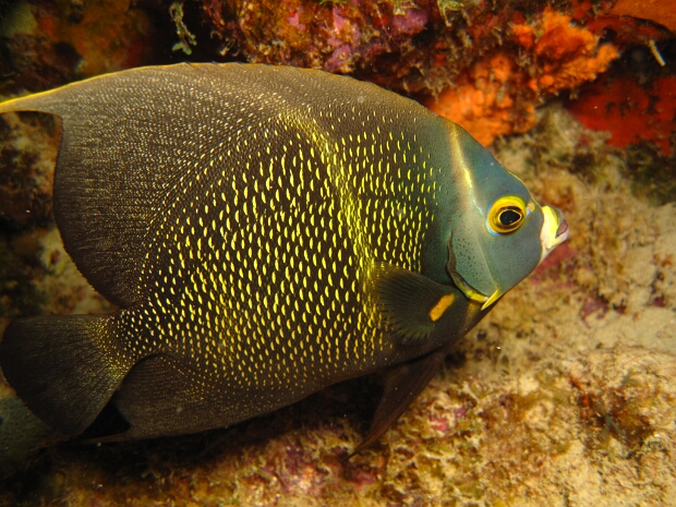 Bonaire 2011
