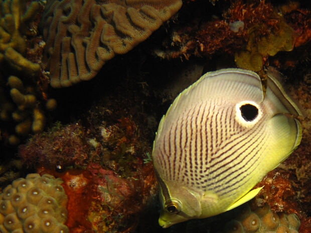 Bonaire 2013
