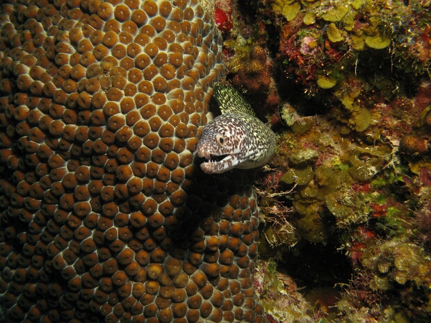 Cozumel 2007